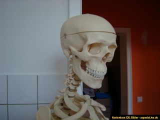 Anatomie Skelett Modell in Lebensgröße anatomisch auf Rollen Medizin