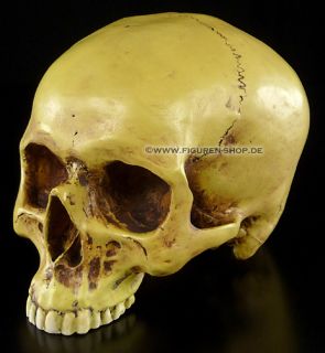 Menschlicher Schädel ohne Unterkiefer   Anatomie Schäde