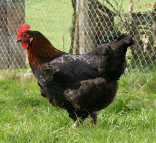 Eier reinrassiger Marans aus Frankreich schwarz kupfer keine Bruteier