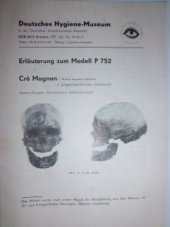 Cro`Magnon Erläuterung Modell P 752 Biologie Skelett 4 sprachig