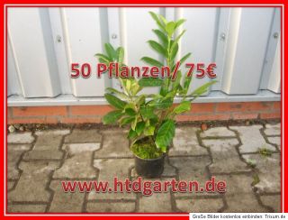 Kirschlorbeer 100 Pflanzen/ 145€ Topfware Novita 40 50 cm