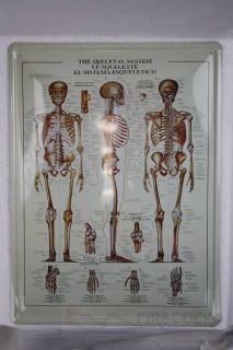 Blechschild Skelett Knochenaufbau 30x40 cm Metallschild Medizin