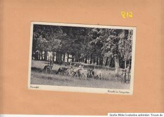 KOBLENZ Feldpost auf AK Braunfels Hirsche i. Tiergarten (812)