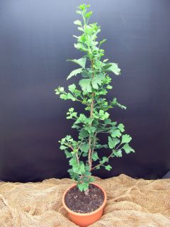 Säulen Fächerblattbaum,Ginkgo biloba `Menhir` (PBR) Lizenzsorte