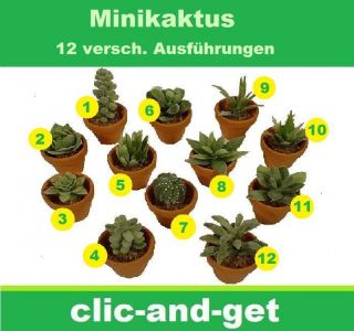 Mini Kaktus Kakteen Stachelkaktus künstlich Deko Dekoration im Topf