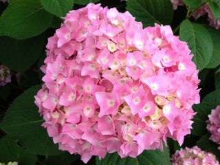 Hortensie Endless Summer rosa ~ es wird durchgeblüht