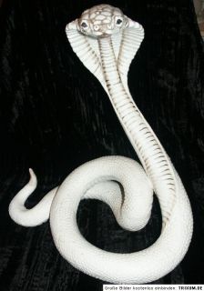 Kobra Schlange Porzellan Figur Skulptur Italien 38 cm h Ronzan   Nähe