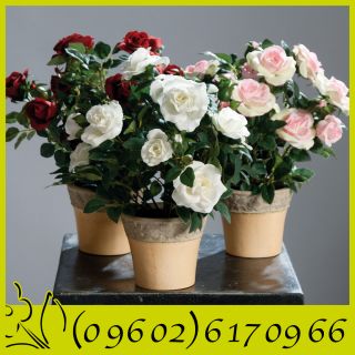 Rosenbusch im Topf 3er Set Rosen 33 cm Topfpflanze Rose Kunstblume