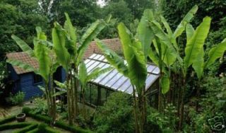 Musa ba. Banane wächst 4 Meter PRO Jahr winterfest