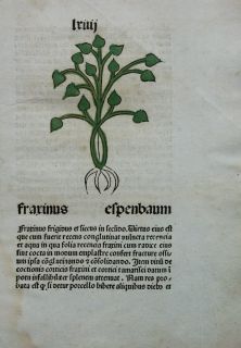 ORIGINALES INKUNABELBLATT KRÄUTER HERBARIUS PASSAU 1485 ESPENBAUM