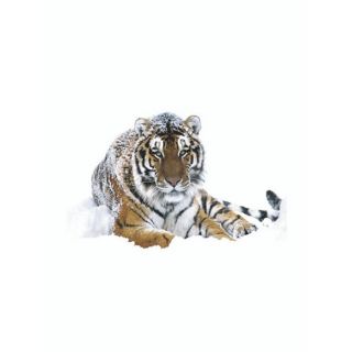 Achat chat siberian tiger