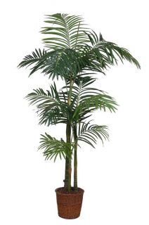 Areca Silk Palm Tree (65 in.)