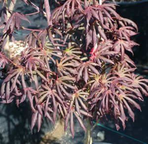 Japanese Maple   Trompenburg Tree   Five Gallon Pot: Patio