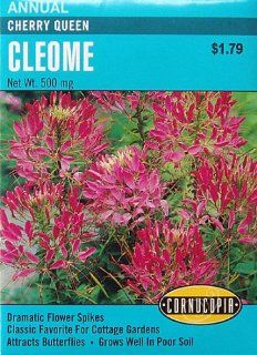 Cleome Seeds Cherry Queen 140 Seeds Patio, Lawn & Garden